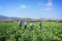 Visiting Tanimura & Antle: What to See, Do, and Know Before You Go