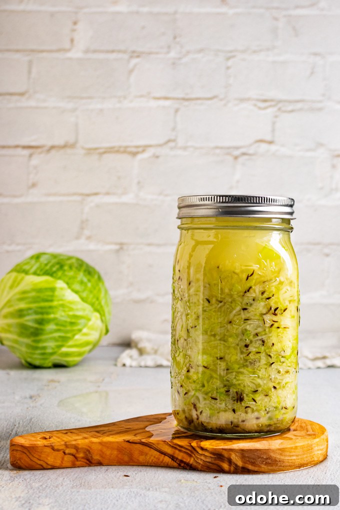 A straight on shot of shredded cabbage in a mason jar with a lid on. The cabbage is ready to be fermented into sauerkraut.