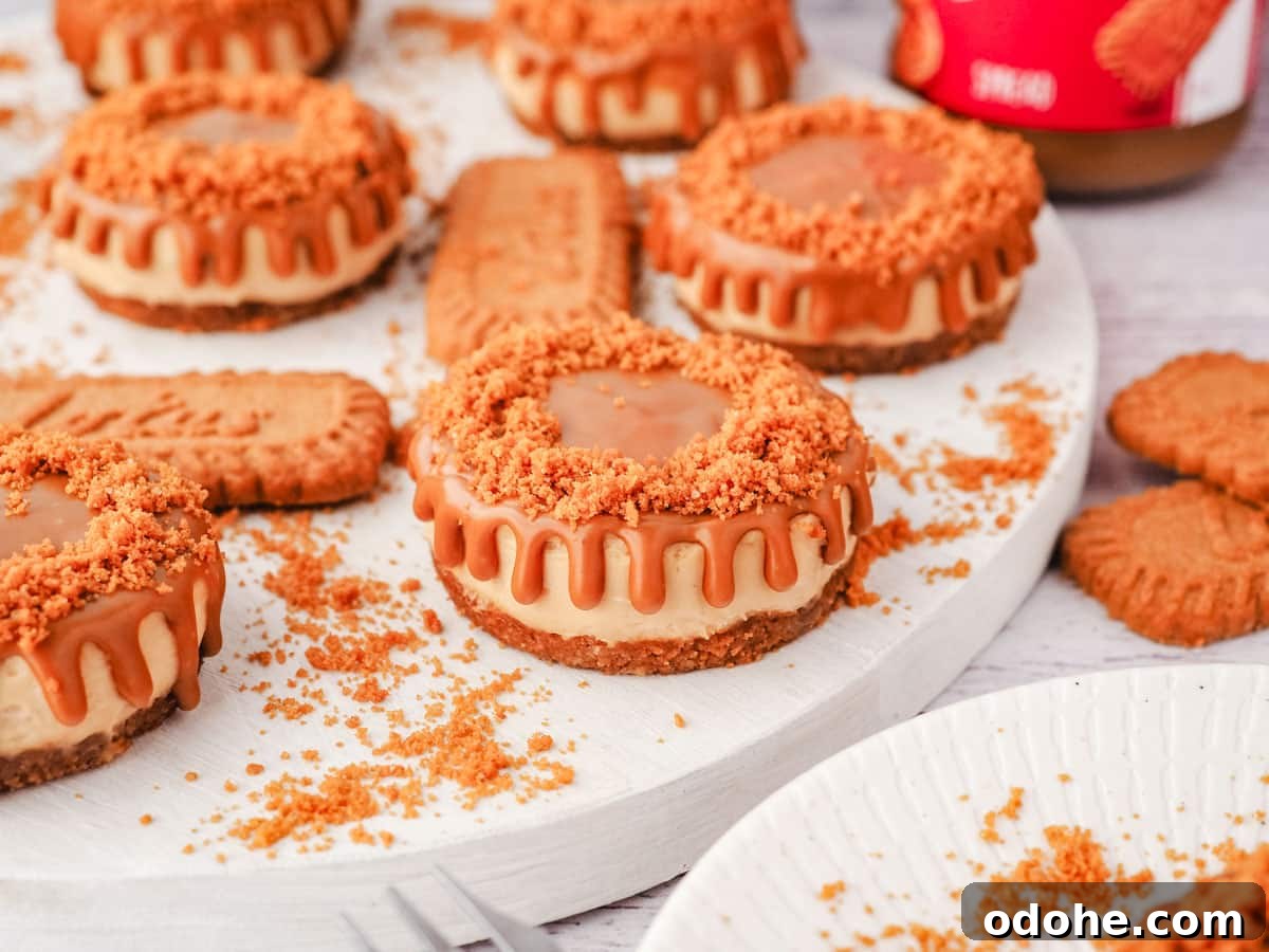 No-Bake Cheesecake Recipes: Simple, No-Oven Dessert Ideas 19 Mini Biscoff cheesecakes with drip edge and cookie crumb decoration, on a serving plate, with jar of Biscoff in the background.