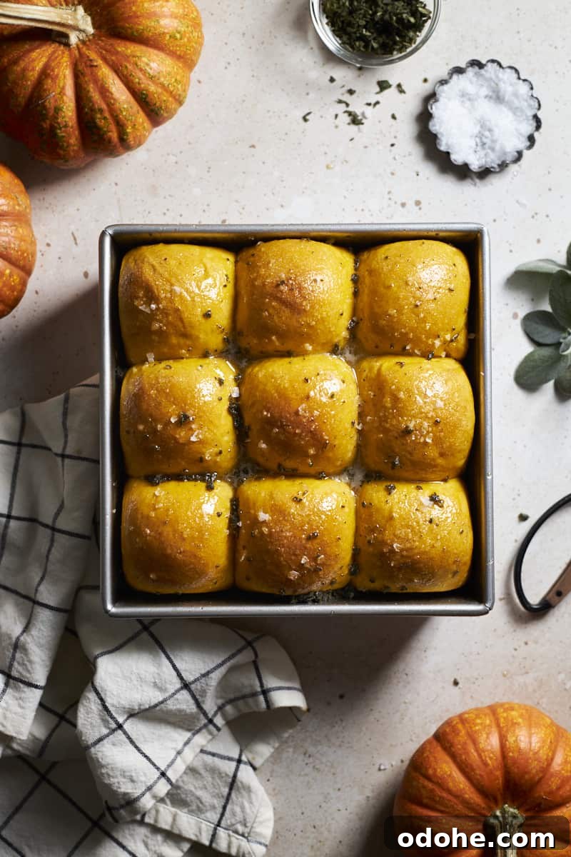 Pumpkin Sourdough Dinner Rolls Made with Discard 2 Overhead view of Sourdough Discard Pumpkin Dinner Rolls in a baking pan.