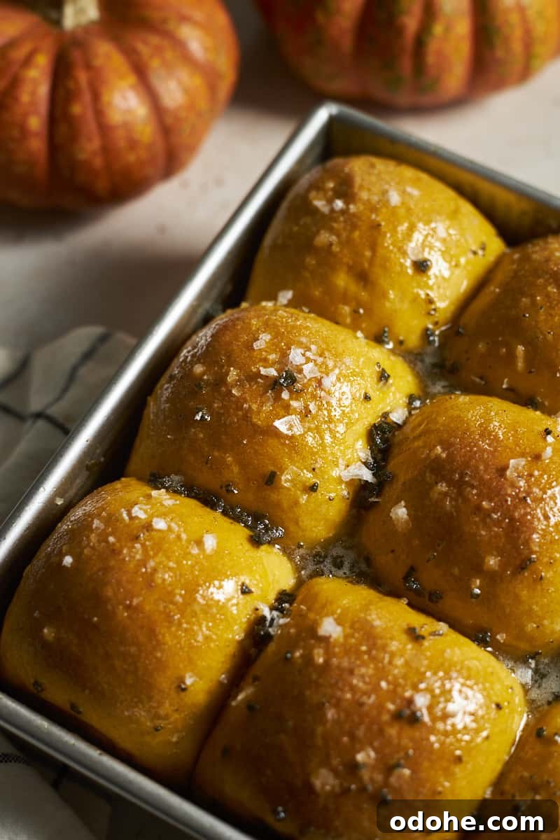 Pumpkin Sourdough Dinner Rolls Made with Discard 11 Closeup of Sourdough Discard Pumpkin Dinner Rolls in a baking pan.