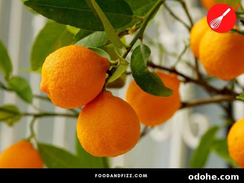 Oranges do not ripen as quickly as other fruits once picked from the tree.